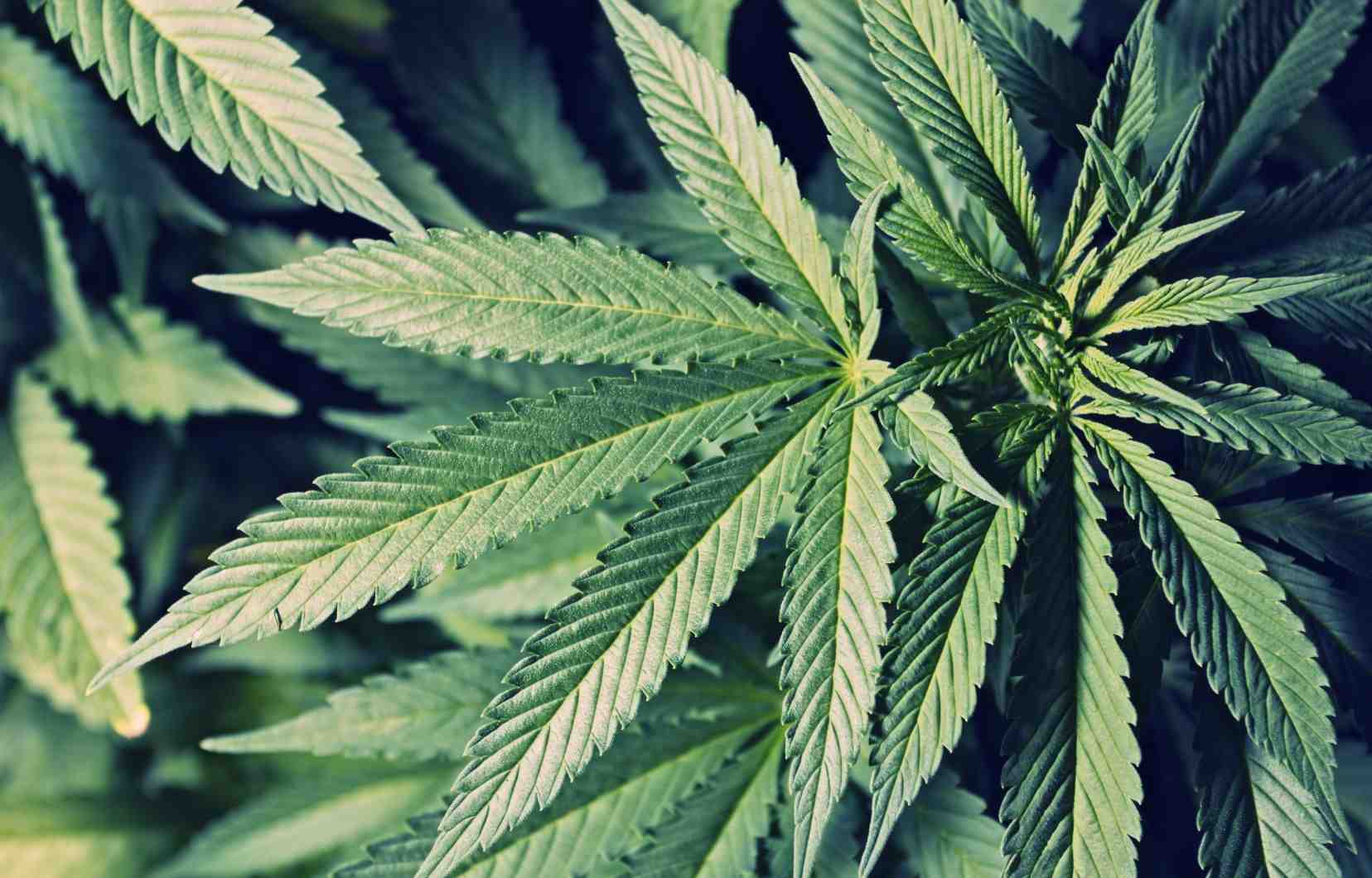 Où Peut-on se procurer du CBD ?