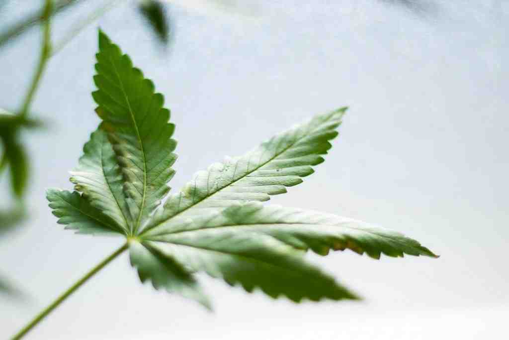 Qui peut vendre du CBD ?